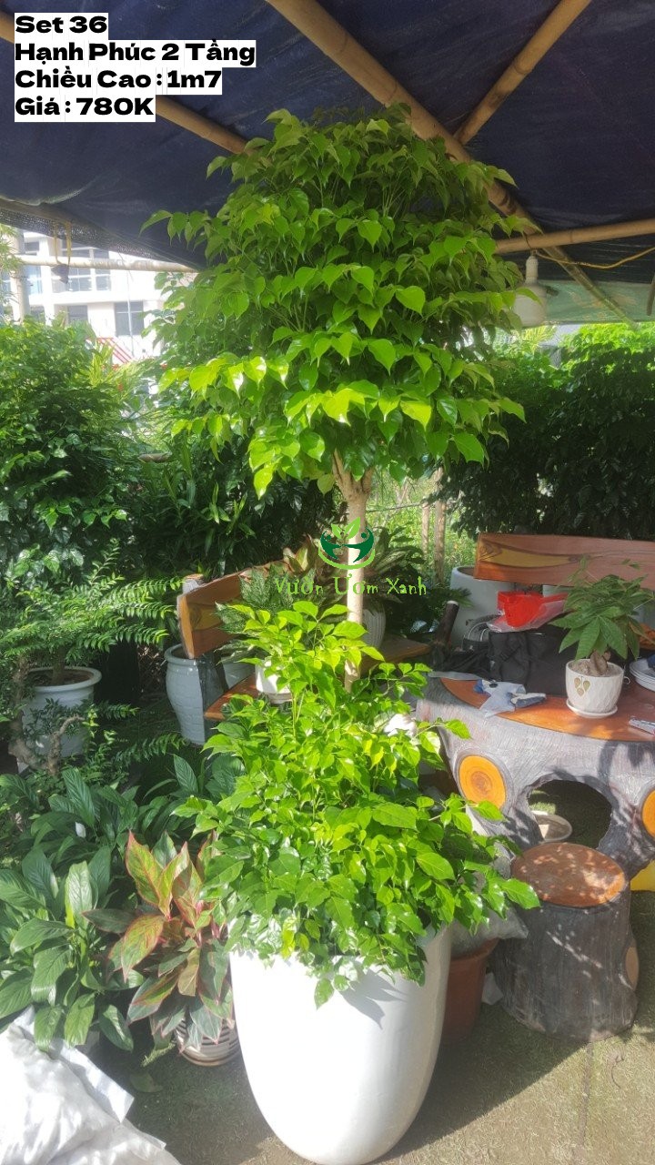 Chậu Cây Hạnh Phúc Hai Tầng Sứ Trắng Sỏi Trang Trí